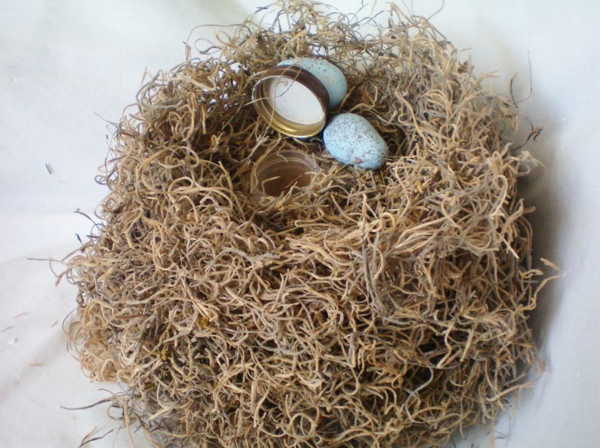 geocache-nest